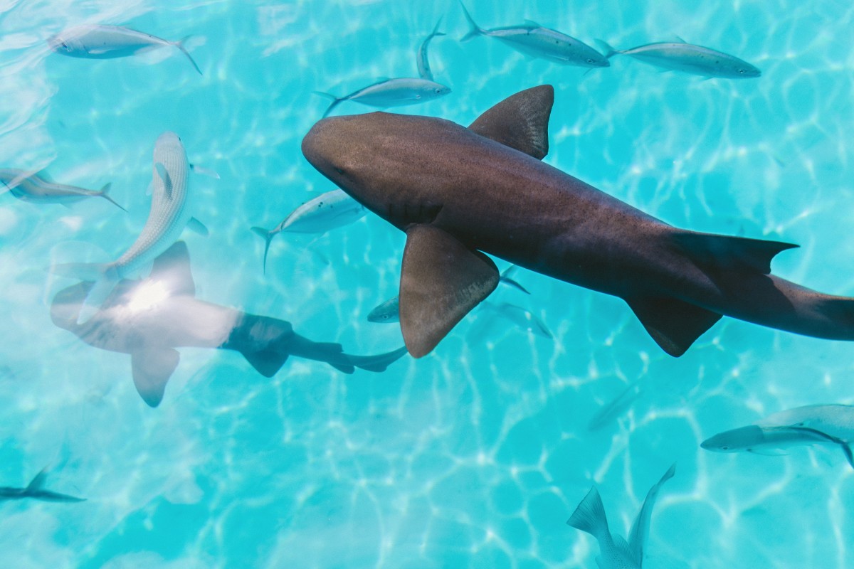 Nurse Sharks at Compass Cay - GALLERY.jpg